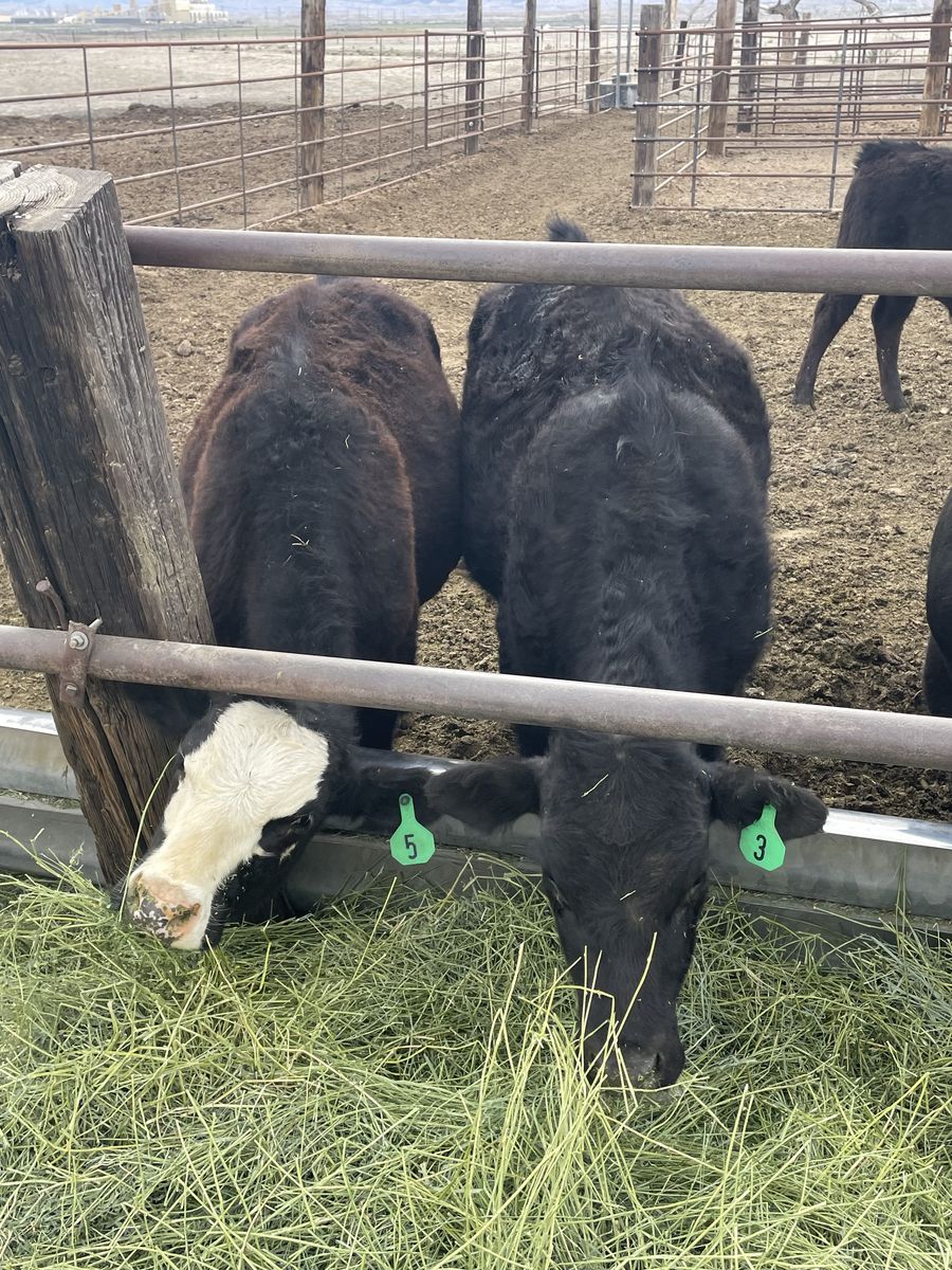 3 Steers