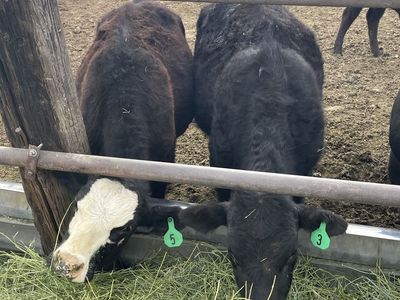 3 Steers