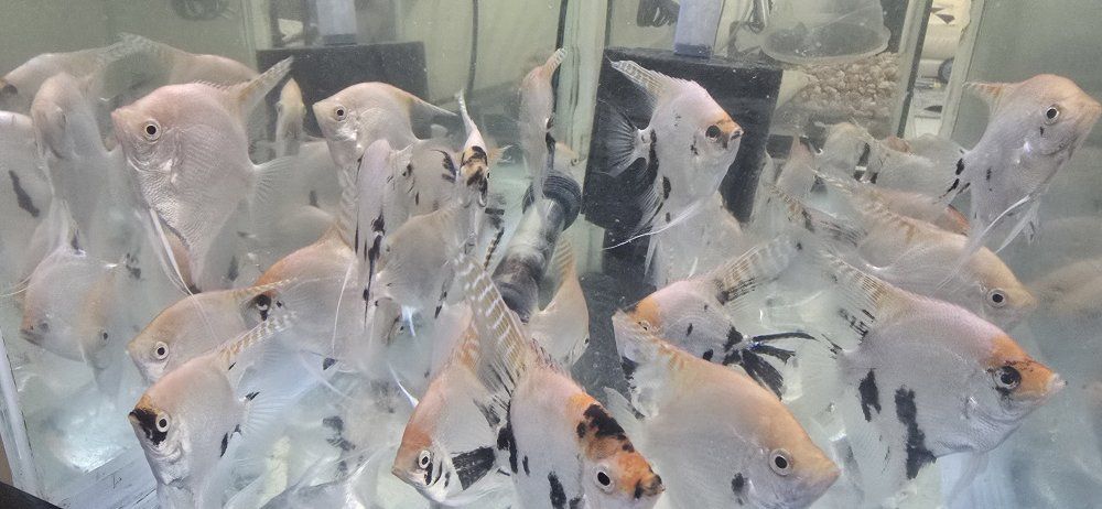 Beautiful Freshwater Angelfish for Sale - Various Colors