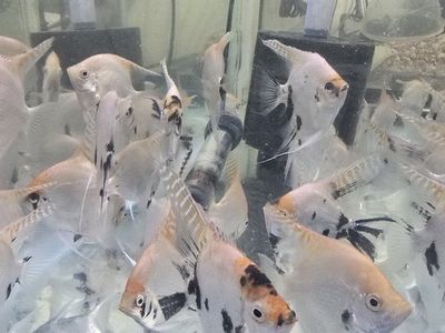 Beautiful Freshwater Angelfish for Sale - Various Colors