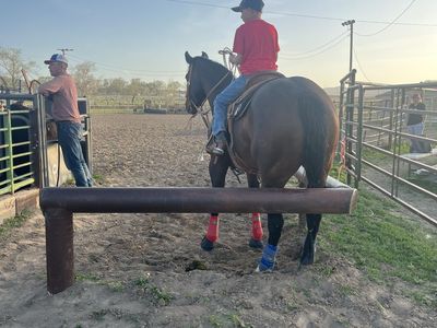 Ranch, Trail and Rope Horse