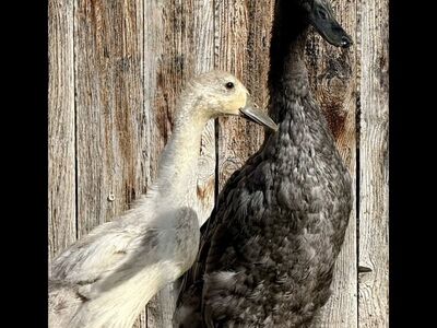 2 Runner Ducks Blue & Silver