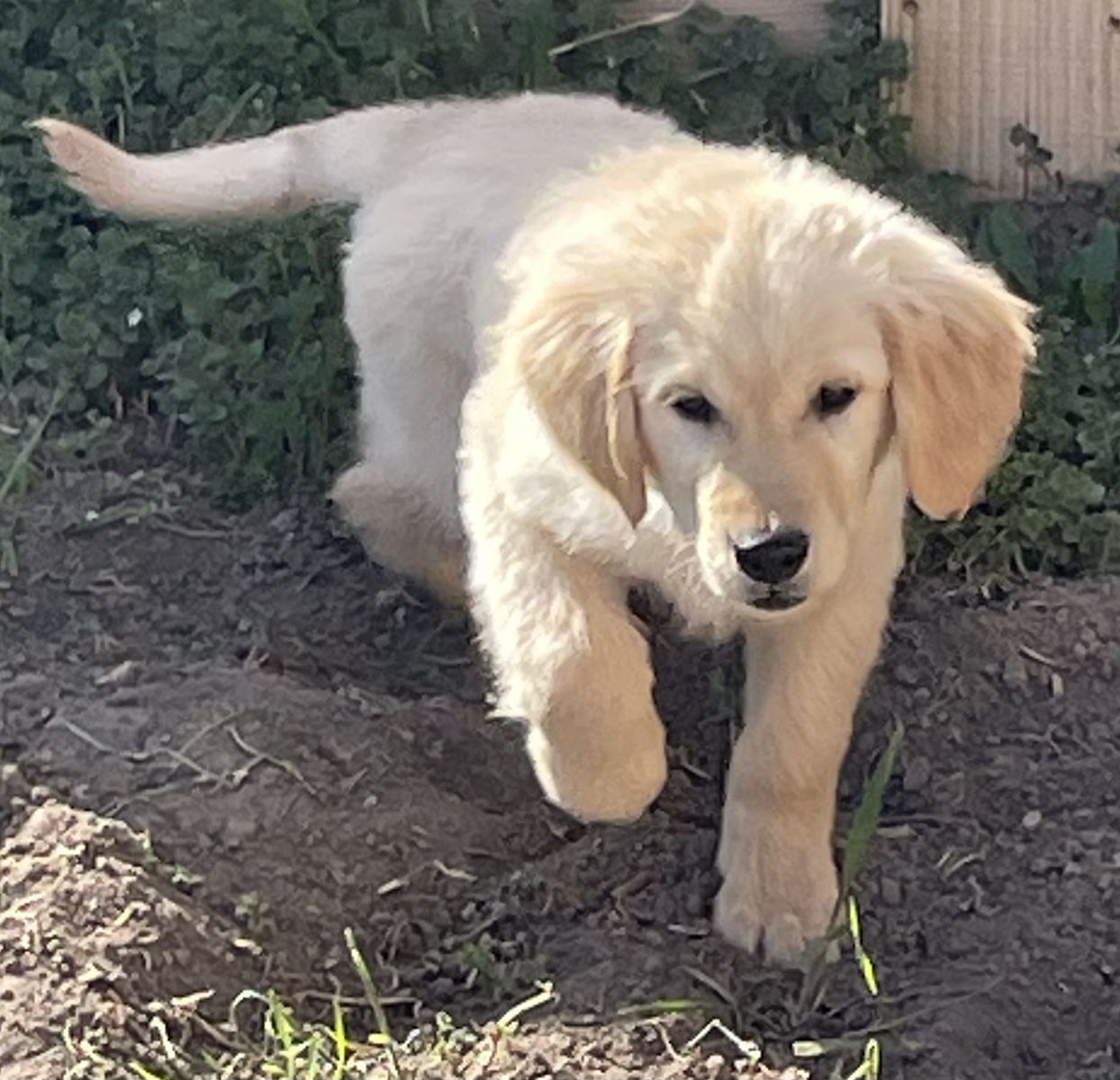 Golden Retriever Puppy