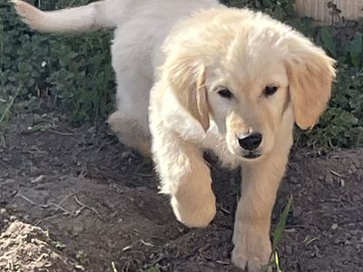 Golden Retriever Puppy