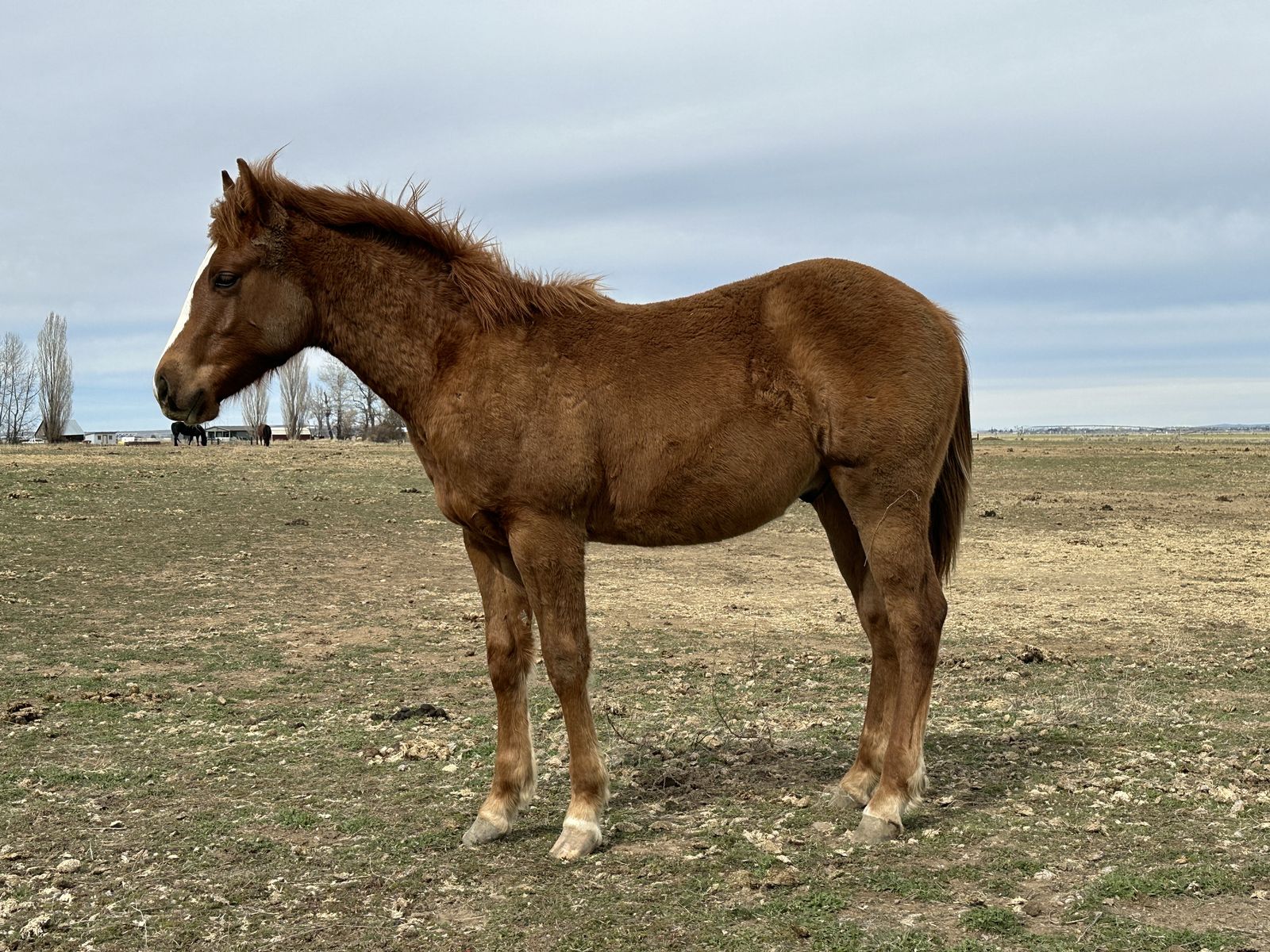 Paddys Irish Whiskey/Smart Little Lena/Playgun