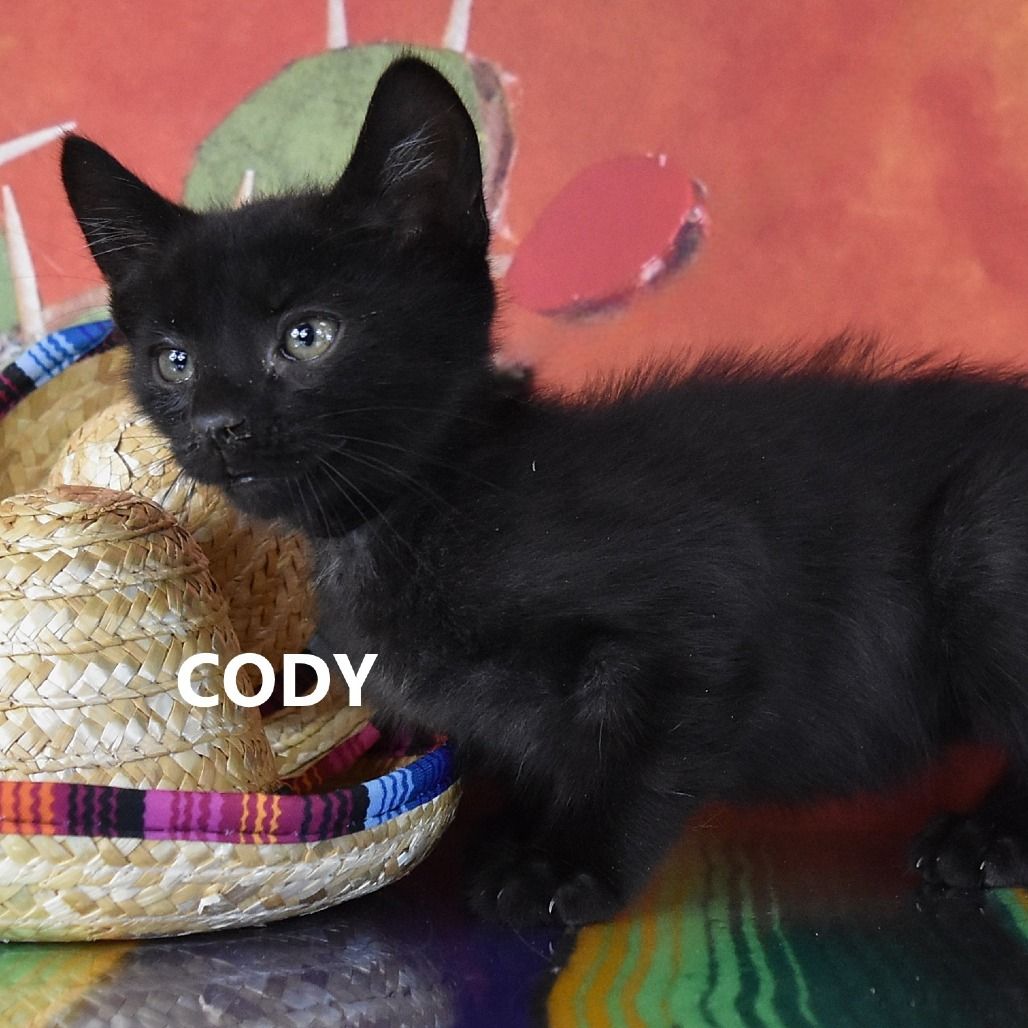 Hello my name is Cody
