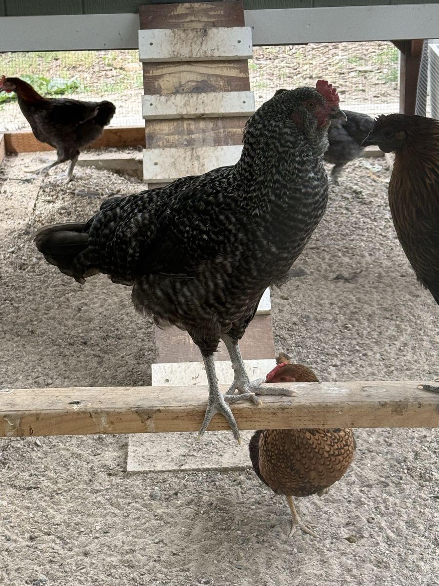 Free rooster