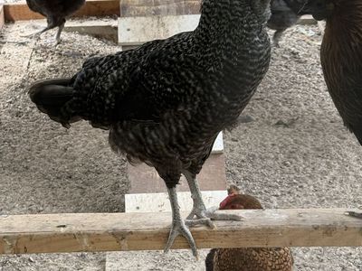 Free rooster