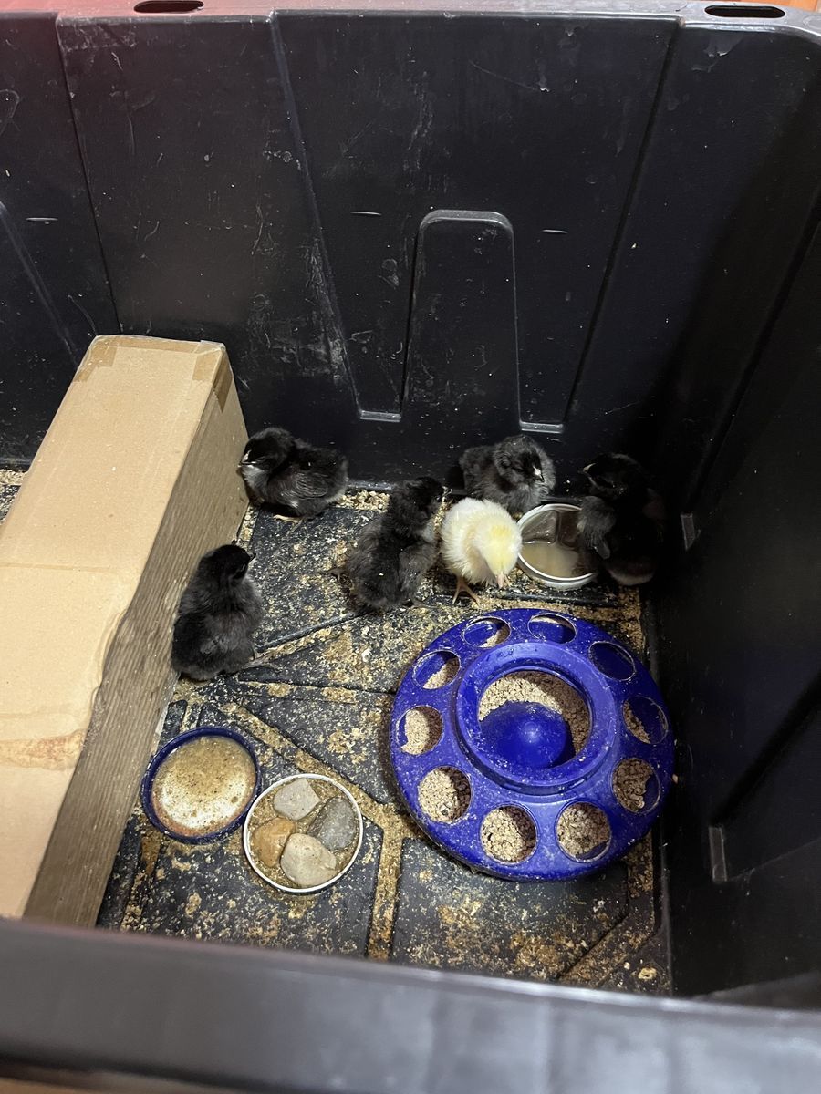 Baby Easter Chicks Chickens - black copper Maran, leghorn, Wyandotte, Easter eggers, barred rock, iso red, island red