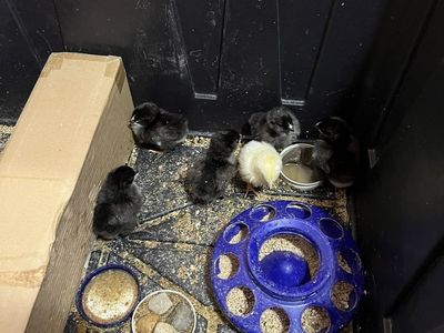 Baby Easter Chicks Chickens - black copper Maran, leghorn, Wyandotte, Easter eggers, barred rock, iso red, island red