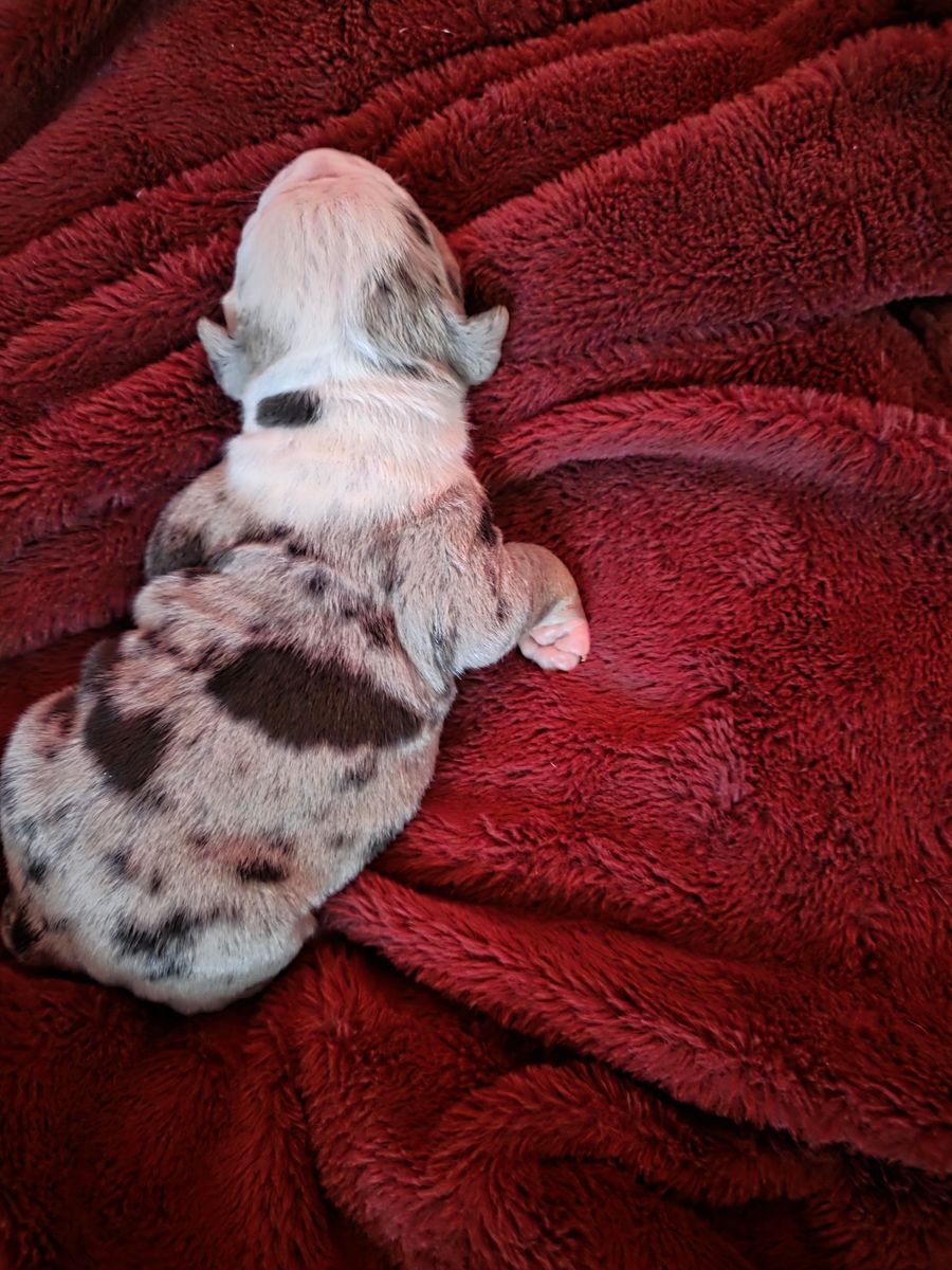 ABKC REGISTERED AMERICAN BULLY PUPPIES 