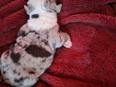 ABKC REGISTERED AMERICAN BULLY PUPPIES