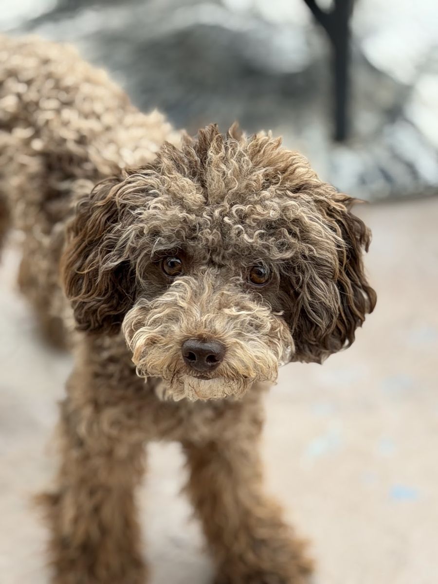 AKC Caramel Merle Mini/Toy Poodle Boy