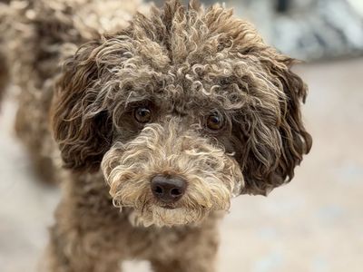AKC Caramel Merle Mini/Toy Poodle Boy