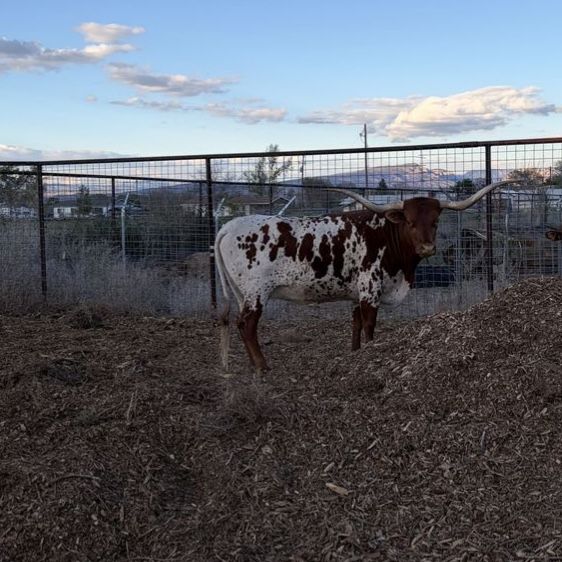 Bred Longhorn
