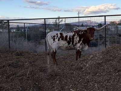 Bred Longhorn