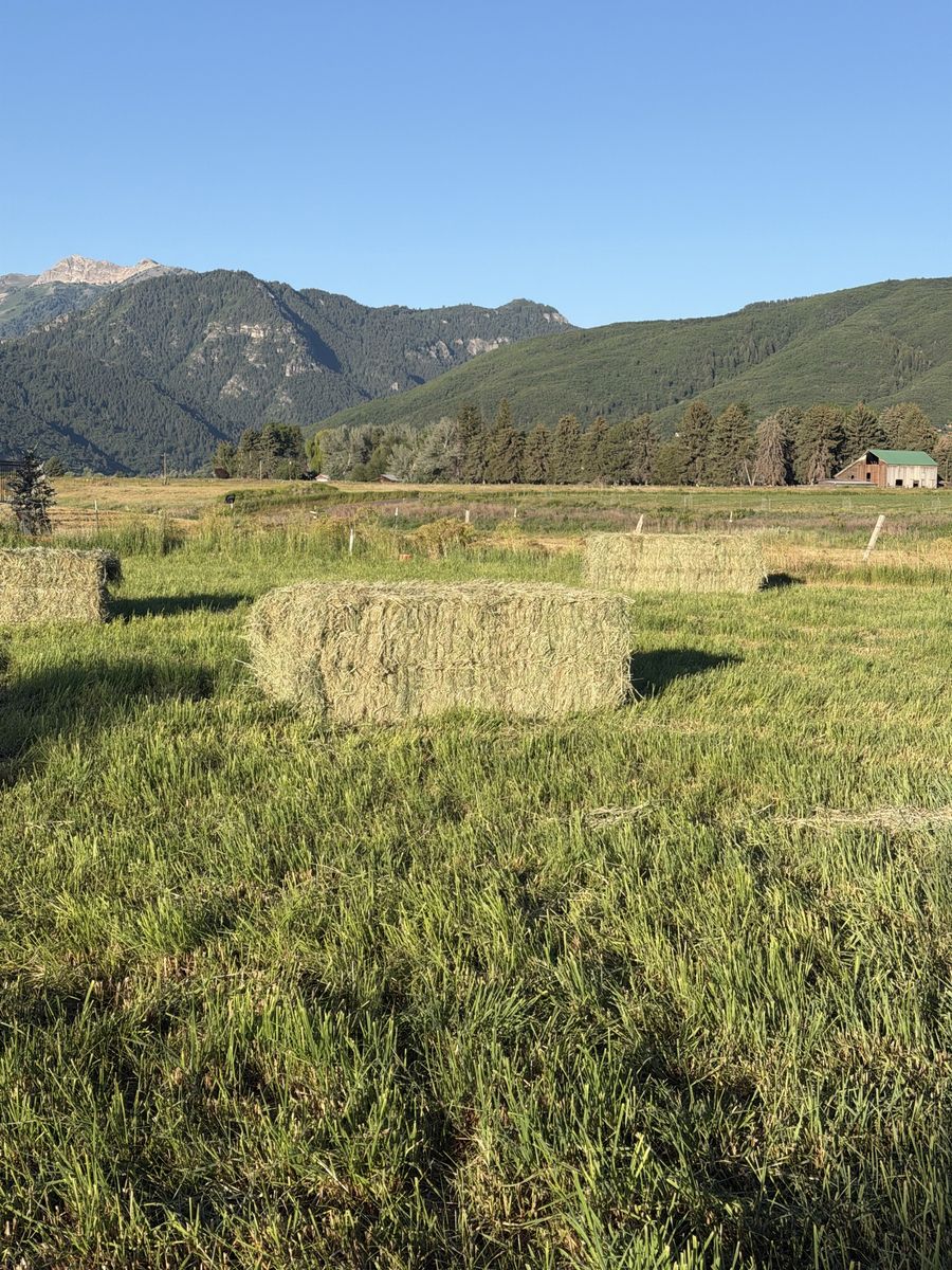 Timothy Mix Grqss Hay,  large 4 String Bales 