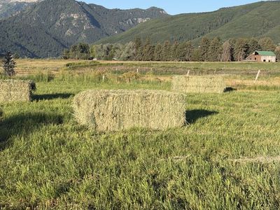 Timothy Mix Grqss Hay, large 4 String Bales
