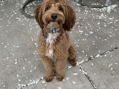 Cavapoo