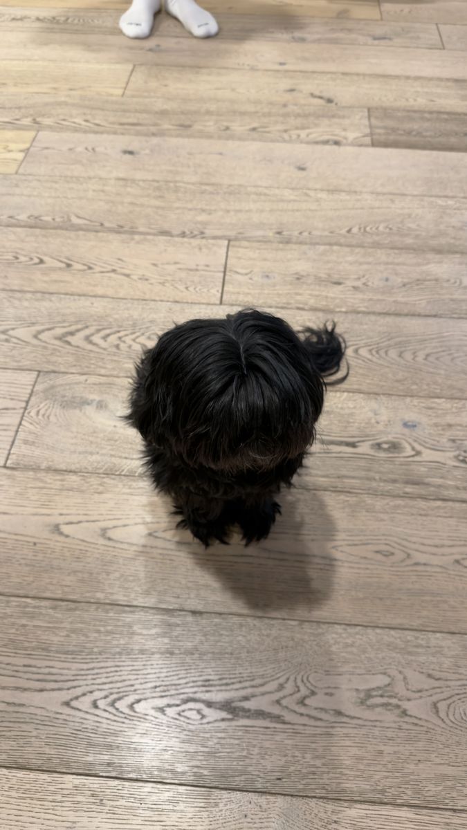 Beloved 6-Year-Old Shih Tzu Looking for the Right New Home