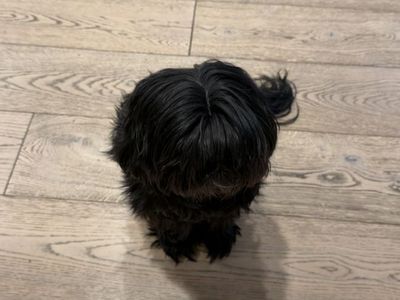 Beloved 6-Year-Old Shih Tzu Looking for the Right New Home