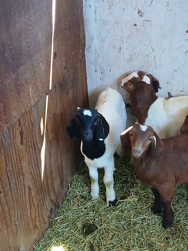 goats