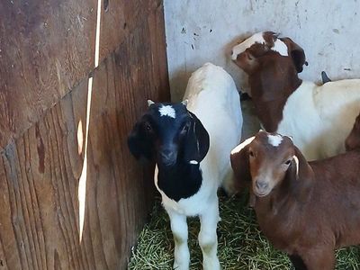 goats