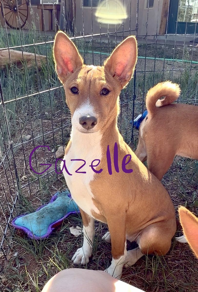 NO BARK Basenji Pups!  Hypoallergenic