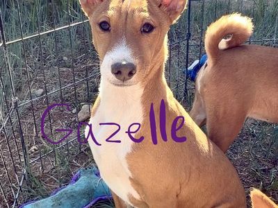NO BARK Basenji Pups! Hypoallergenic