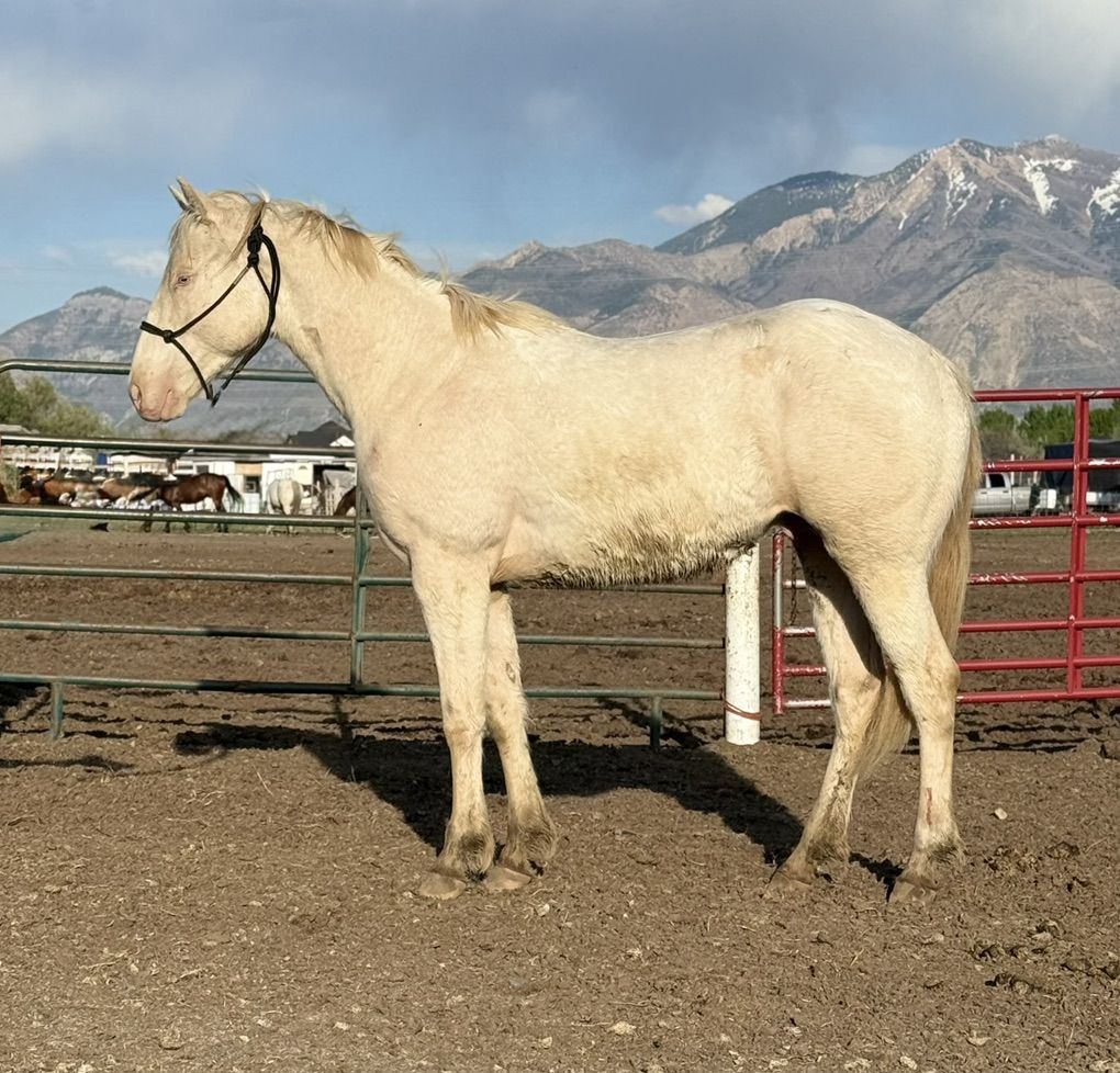 Im Alive Firewater 2 Yr Old