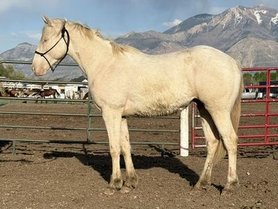 Im Alive Firewater 2 Yr Old