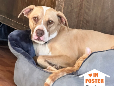 Hello my name is Bodie