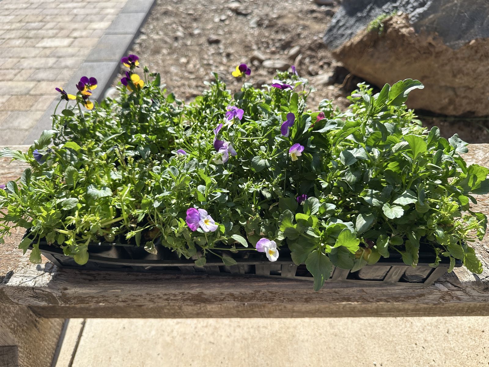 PANSIE MIX/VIOLA MIX(1 Flat)