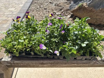 PANSIE MIX/VIOLA MIX(1 Flat)