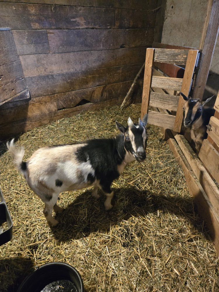 Nigerian dwarf goat herd