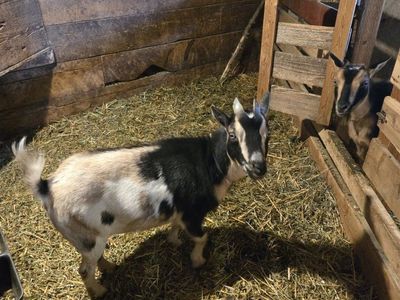 Nigerian dwarf goat herd