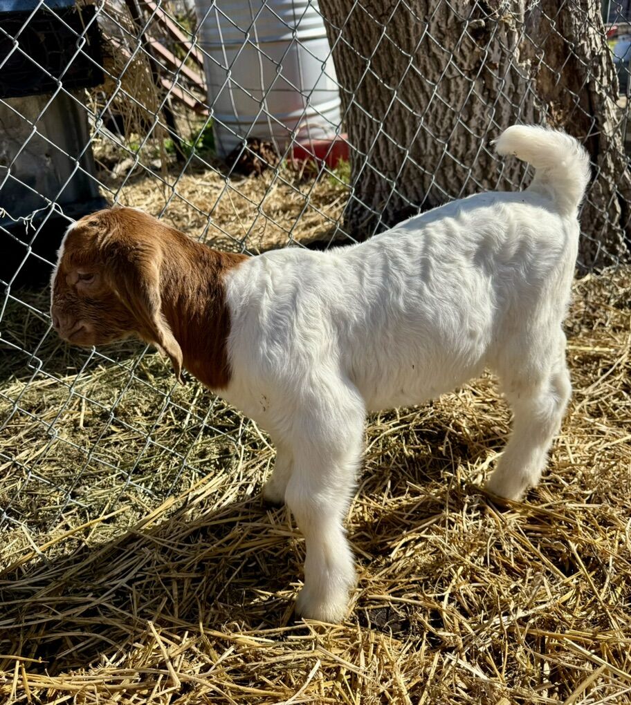 Boer Buckling Bottle Baby May Trade