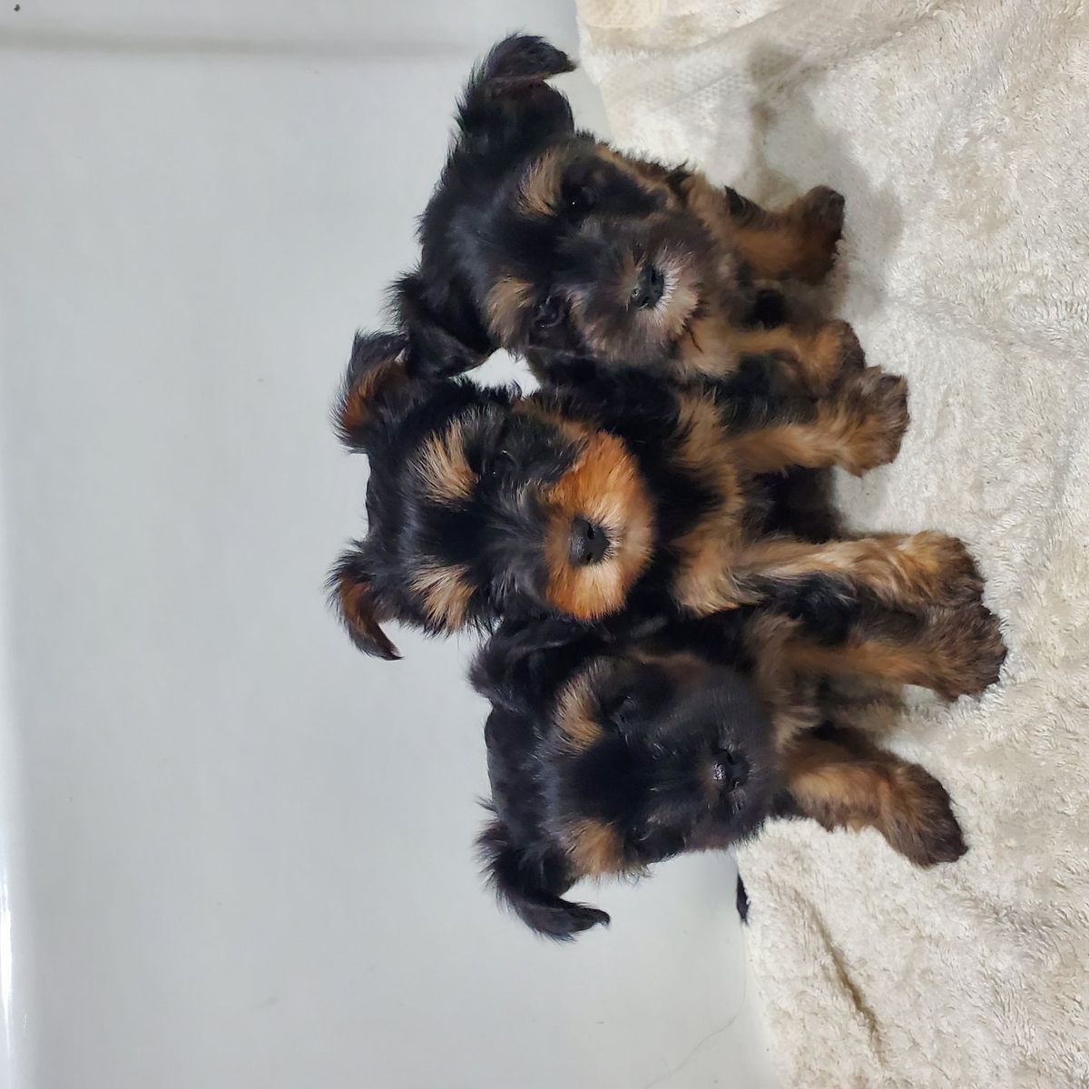 Teacup Toy Snorkie Puppies (Yorkie & Schnauzer)
