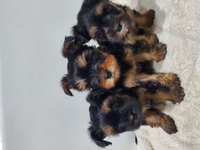 Teacup Toy Snorkie Puppies (Yorkie & Schnauzer)