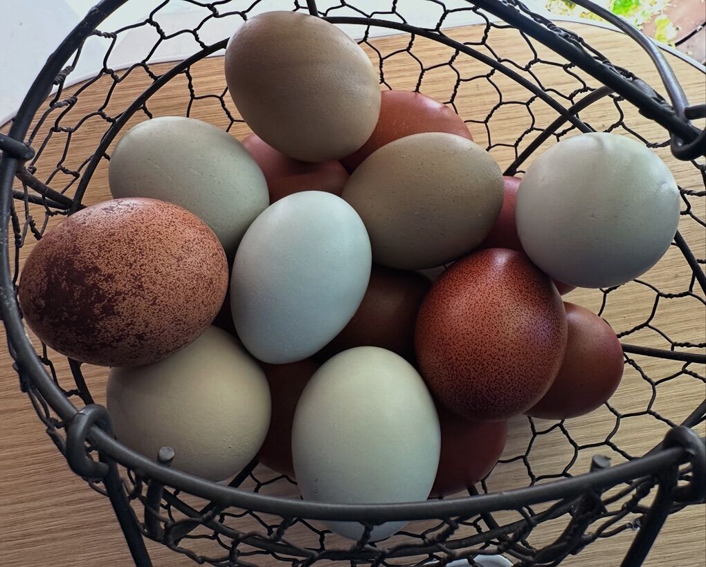 Fertile Hatching Eggs