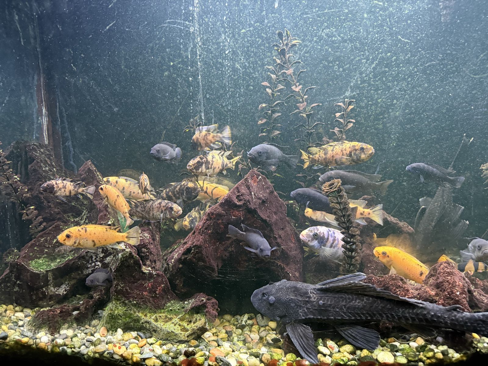 Cichlid fish