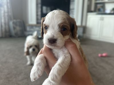 Adorable F1B Cavapoo Puppies - Sweet Temperament, White & Brown, Male