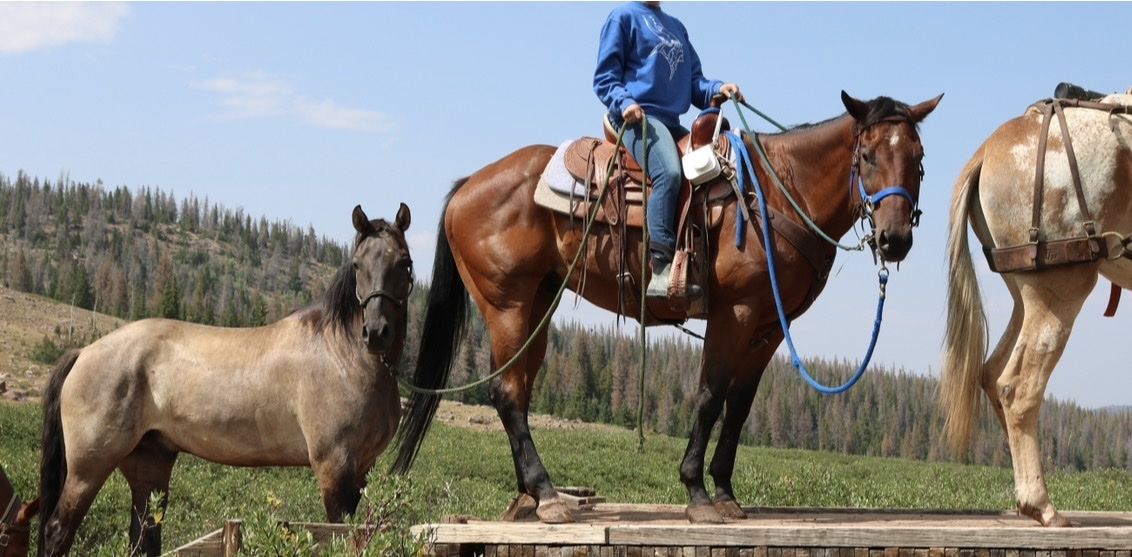 AQHA Quarter Horse Gelding