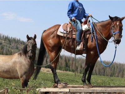 AQHA Quarter Horse Gelding