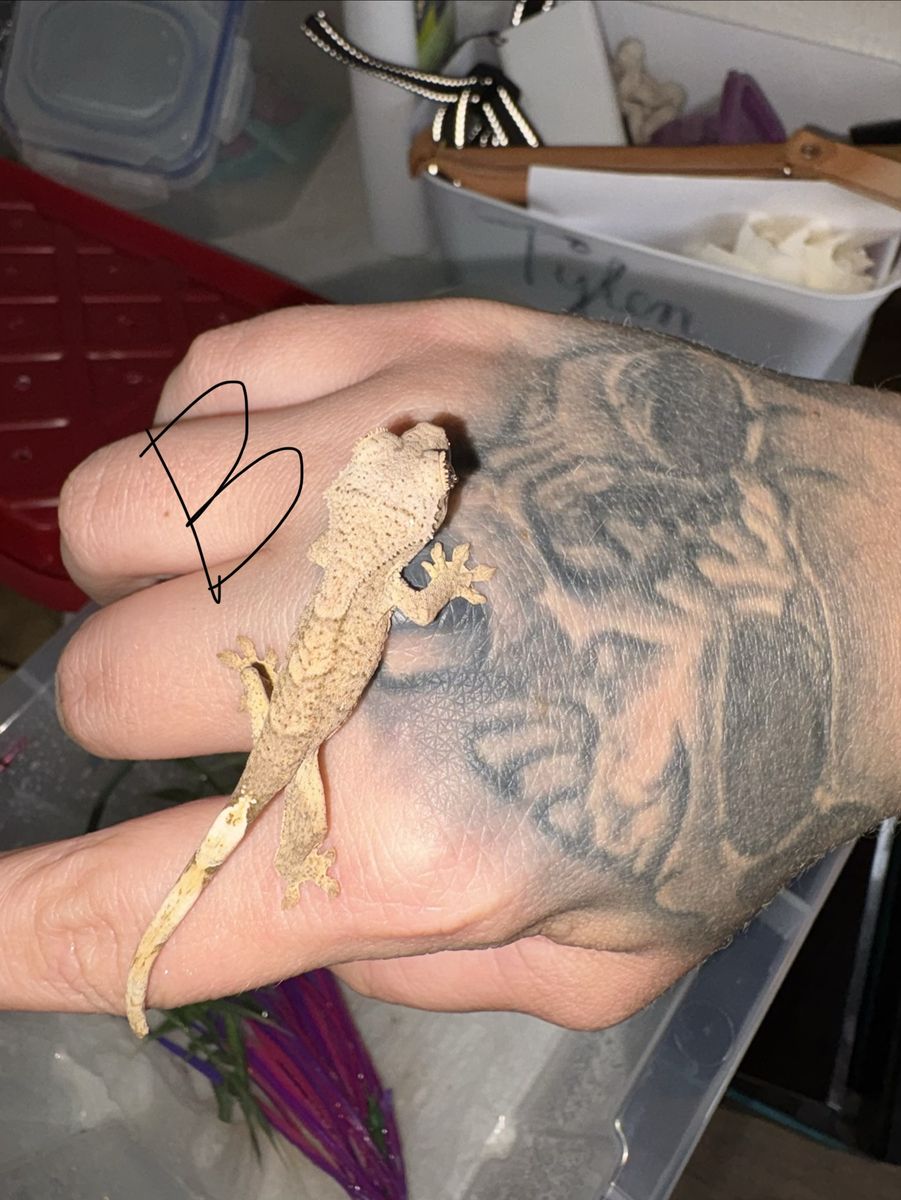 Hatchling Crested Gecko