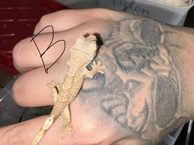 Hatchling Crested Gecko