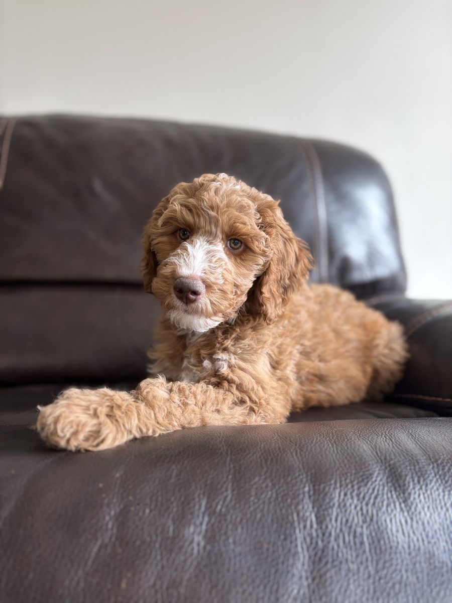 Irishdoodle Puppies