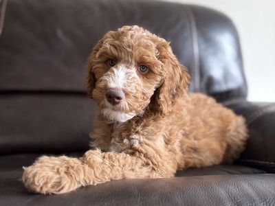 Irishdoodle Puppies