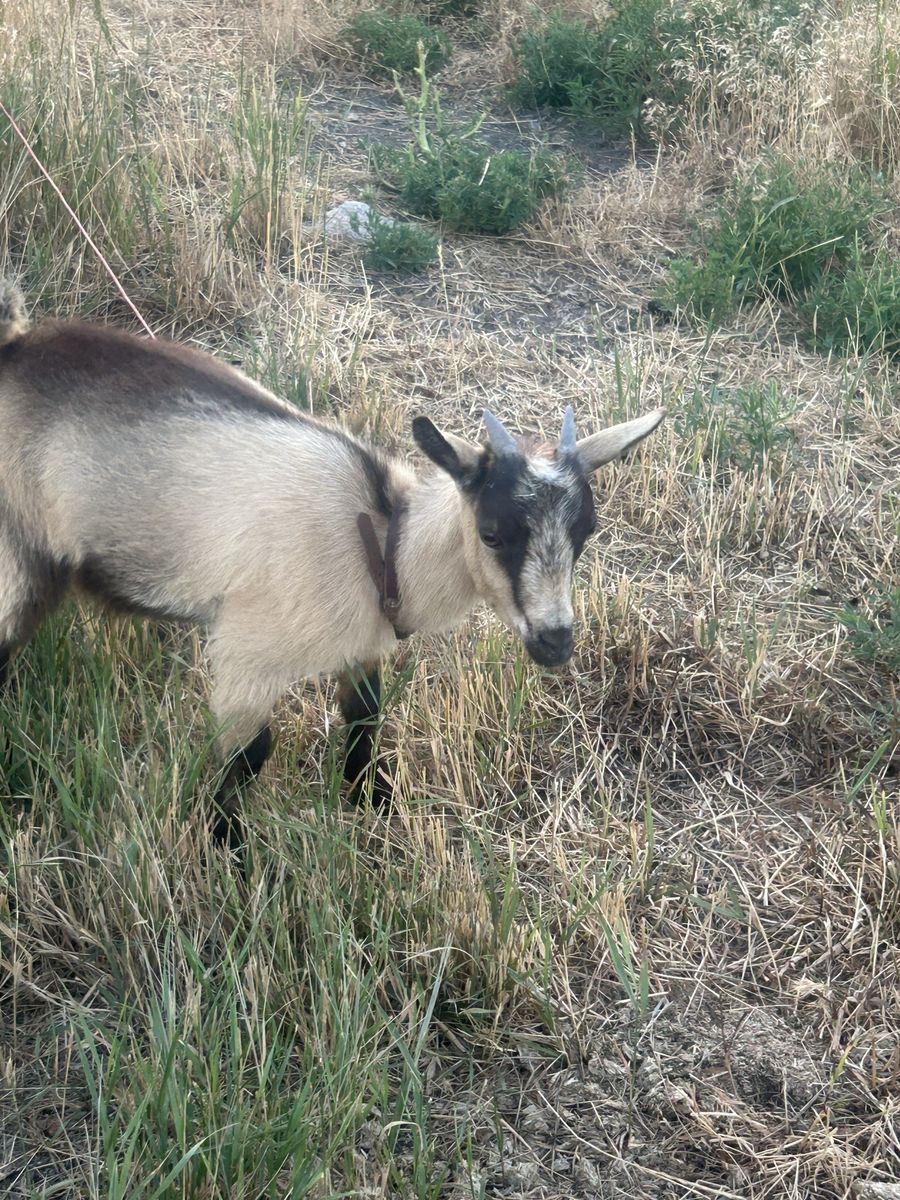 Nigerian Dwarf wether 
