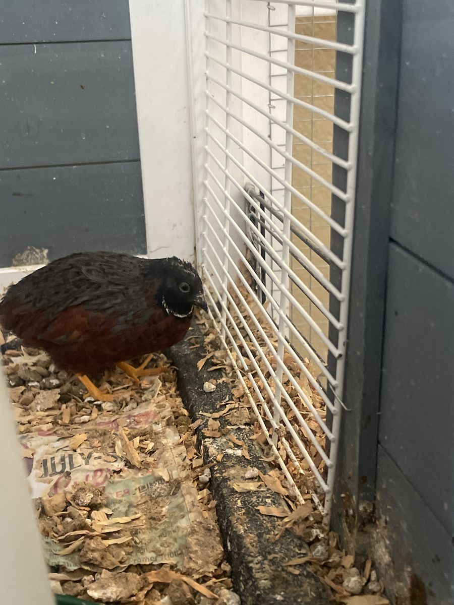 Button quails